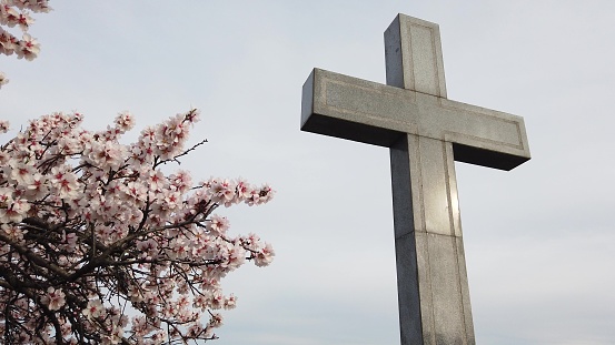 A beautiful shot of tree with pink flowers blossoming next to big marble cross