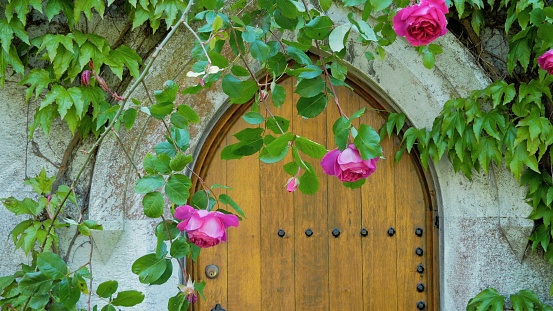 A green leaves growth and purple flowers in front of wooden gate of old building