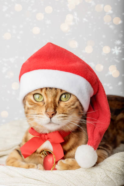 istock Ginger cat in Santa hat and Christmas decorations isolated on background. 1433087686