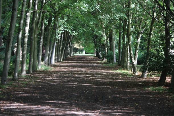 istock Scenic view of a road between green trees in a park 1433087690