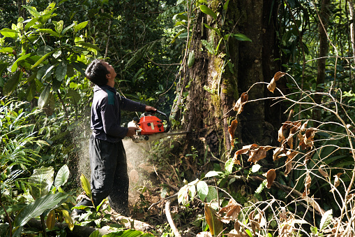 Man cutting a large tree in the forest area of Mane District, Pidie District, Aceh Province