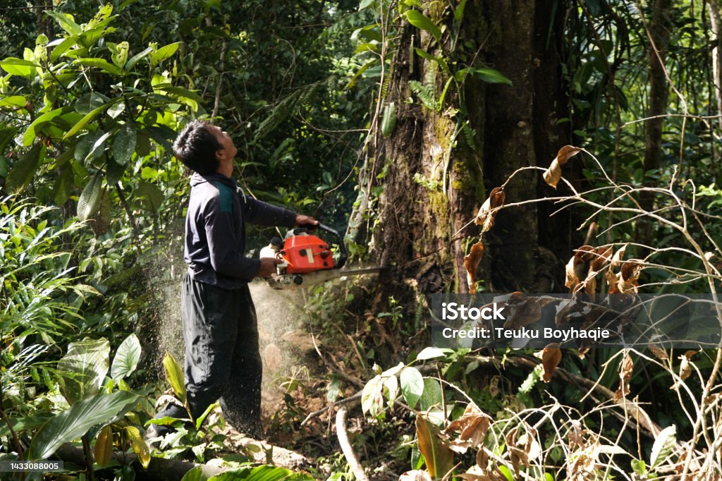Man Chopping Big Tree - Stock Photo - Deforestation Man cutting a large tree in the forest area of Mane District, Pidie District, Aceh Province Tree Stock Photo