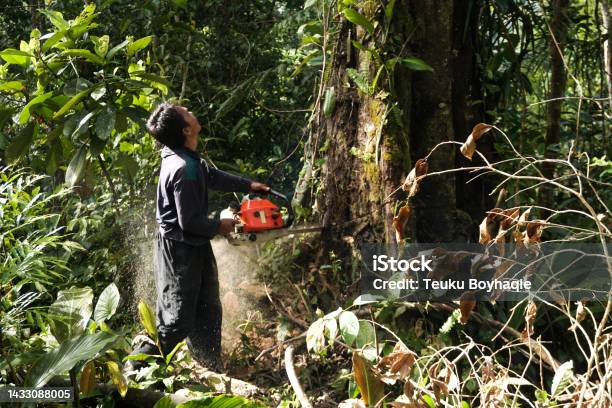 Man Chopping Big Tree Stock Photo Deforestation Stock Photo - Download Image Now
