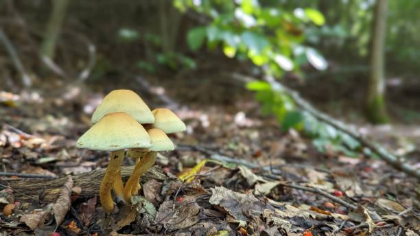 tiro de foco raso de fungo tufo de enxofre - hypholoma fasciculare - fotografias e filmes do acervo