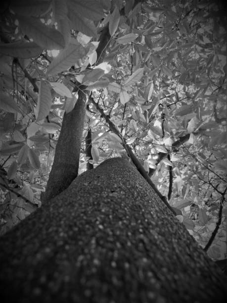 istock Vertical low angle shot of a tall tree trunk with lush leaves in forest during daylight. Grayscale 1433088500
