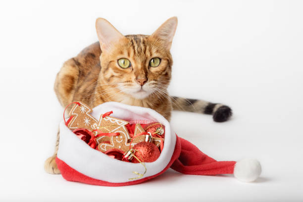 istock Ginger cat in Santa hat and Christmas decorations isolated on background. 1433088590