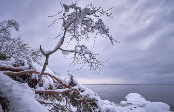 istock Dried trees by the lake covered by snow 1433088882