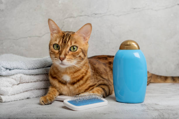 istock Pet grooming. Cute cat with tools for animal bathing, hygiene. 1433088884