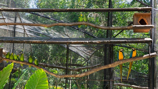 A cage with blue-and-yellow macaws (Ara ararauna) and orange winged amazon parrots (Amazona amazonica)