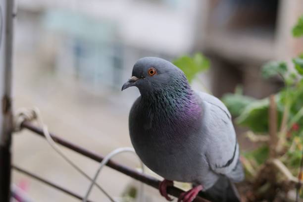 istock Closeup shot of a pigeon perched on a branch 1433089096