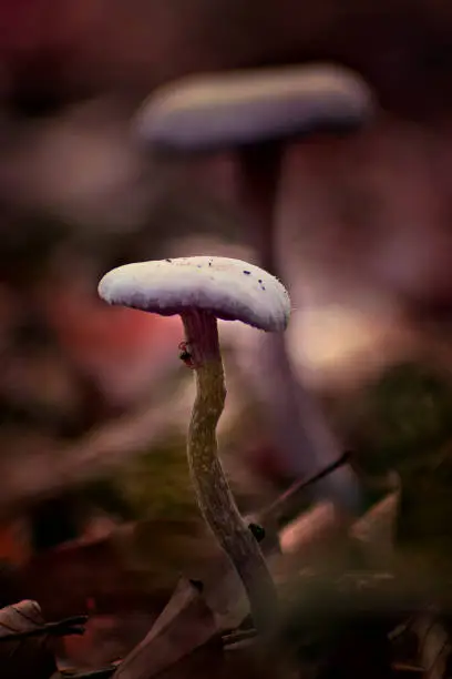 A closeup of a single mushroom in the forest.
