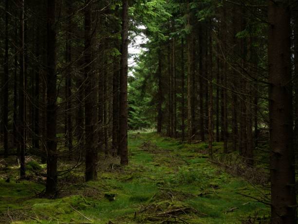 istock Scenic view of a mysterious evergreen forest with tall trees 1433089606