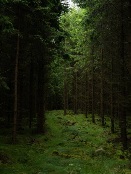 istock Scenic vertical view of a mysterious evergreen forest with tall trees 1433089615