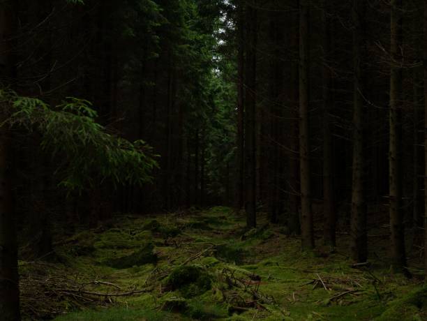 istock Scenic view of a mysterious evergreen forest with tall trees 1433089616