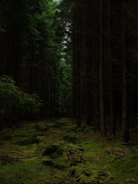 istock Scenic vertical view of a mysterious evergreen forest with tall trees 1433089617
