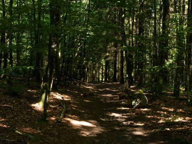istock Scenic view of a mysterious evergreen forest with tall trees 1433089623