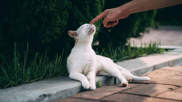 istock Hand holding a white cat in the nose 1433089728