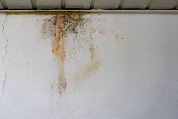 inundando a água da chuva ou sistemas de aquecimento do assoalho, causando dano, descascando a pintura e o mildew. - plasterboard ceiling plaster molding - fotografias e filmes do acervo