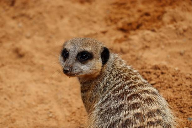istock Selective focus shot of meerkat (Suricata suricatta) looking for something 1433089919