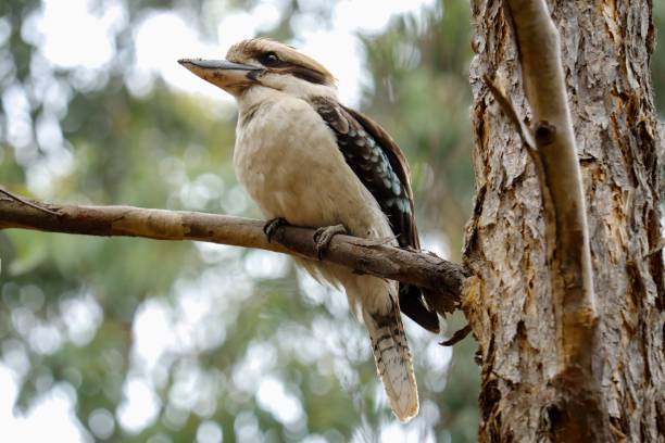 istock Selective focus shot of kookaburra perched on a branch 1433089922