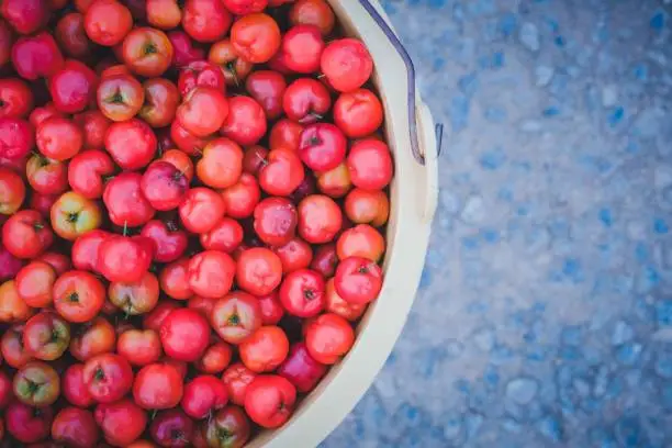 A top view of a basin full of ripe Acerola cherry fruits