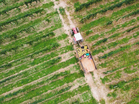 A top view of a tractor pulling a wagon in the middle of a vineyard