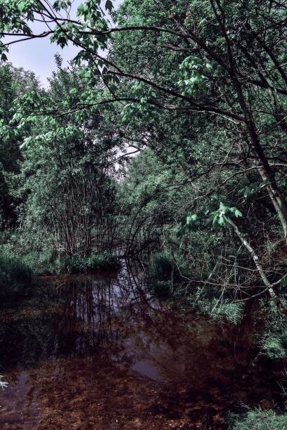 istock Big shallow puddle in the forest by lush green trees 1433090682