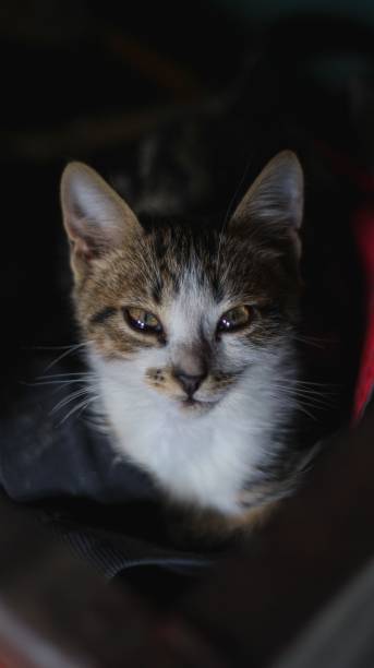 istock Vertical shot of a cute cat looking at the camera 1433090751