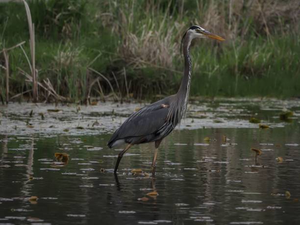 istock Great Blue Heron on a lake in Central Park, Carmel Indiana 1433090891