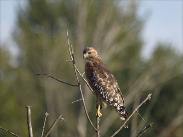 istock Red shouldered Hawk scouting prey at sunset in Indiana Dunes 1433091323