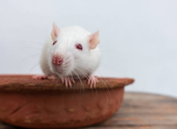 istock White laboratory mouse (Mus musculus ) crawling on a clay pot. Uttarakhand India 1433091409