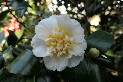 A closeup of a beautiful, delicate white Japanese camellia flower surrounded by dark green leaves in a sunny garden