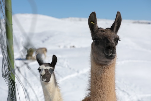 A closeup of llamas in the snowy mountains of Shemakha, Azerbaijan.