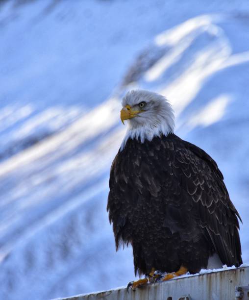 istock Vertical close-up shot of an eagle in a blur 1433092363