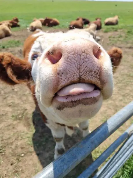 Photo of Closeup of adorable Simmental cattle showing tongue to the camera behind metal fence in the pasture
