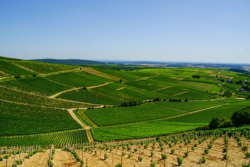 The Vineyards outside the village of Sancerre in France