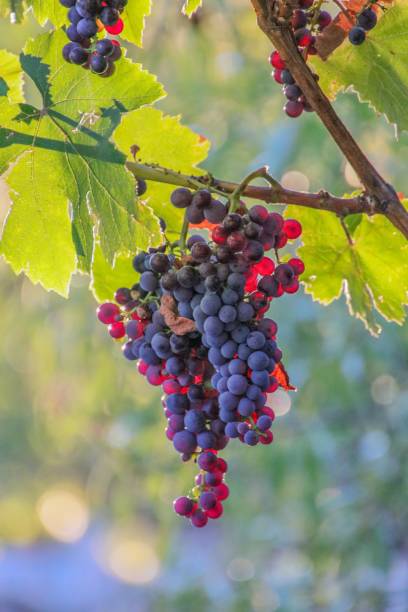 istock Vertical closeup of ripe black and red grapes on thin branches surrounded by bright leaves 1433093191