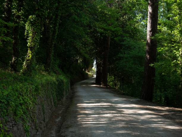 istock Narrow road surrounded with evergreen trees on a sunny day 1433093236