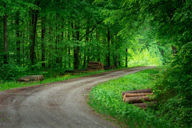 istock A bend in a green and beautiful forest 1433093646