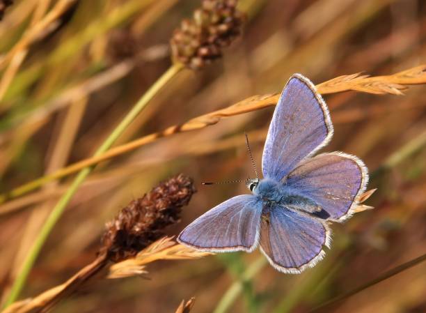 istock Closeup on a Common European Icarus blue butterfly, Polyommatus icarus 1433094255