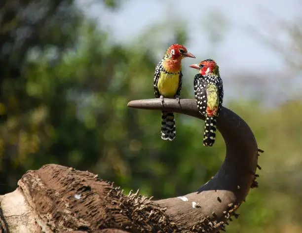 A closeup of red-and-yellow barbets perching on wood in blurred background