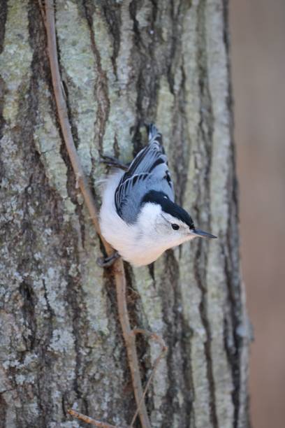 istock Vertical closeup shot of a Eurasian nuthatch (Sitta europaea) on the tree bark 1433094526