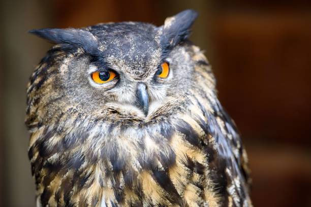 istock Closeup of Eurasian eagle-owl staring around with orange eyes 1433094693