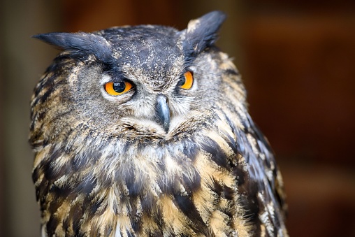 A closeup of Eurasian eagle-owl staring around with orange eyes