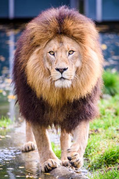 Closeup Of Barbary Lion Staring And Walking Toward Camera Stock Photo -  Download Image Now - iStock