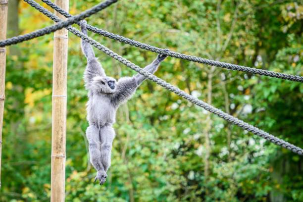 A gray gibbon monkey hanging on thick ropes in the zoo