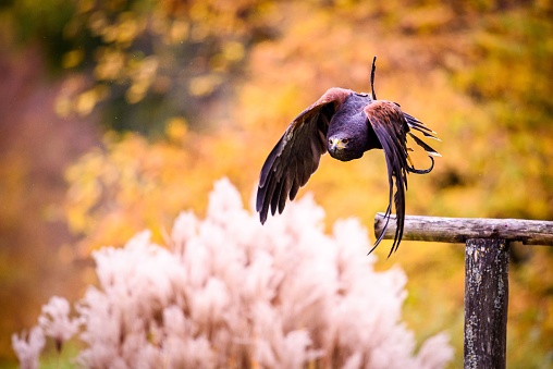 A shallow focus shot of Harris's hawk with semi-open wings flying above the field
