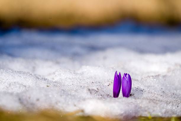 istock Selective focus shot of purple crocuses in snow 1433094777
