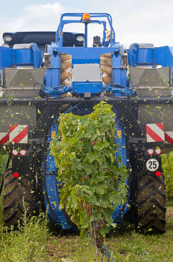 Mechanically harvesting grapes in France with a grape harvesting machine. The harvesting cloaks the row of vines, stripping the grapes and leaving the stems in place on the vine and the grapes drop into a hopper. The machine thwacks their way along the rows, beating the vines with the help of rods to shake and strip the grapes. This causes some damage, as can be seen here, to the vine foliage.