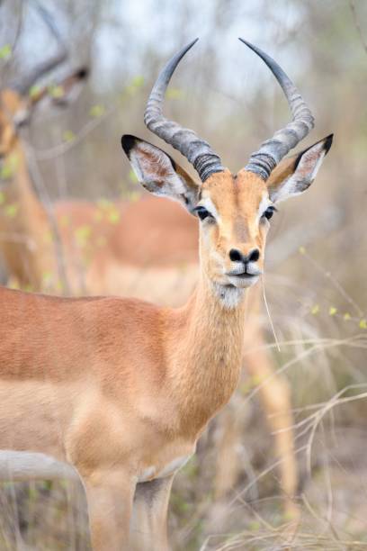 istock Vertical shot of a cute antelope 1433095454